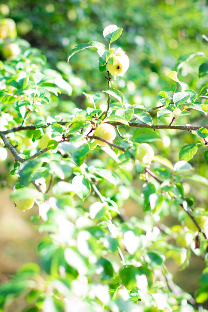 Äppleträd - Vackra äpplen i höstsolen | photobymj.se