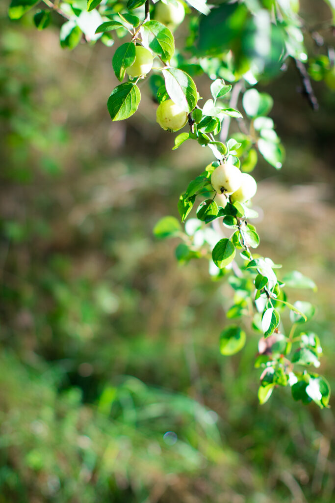 Äppelträd - Vacker äppelbild | photobymj.se