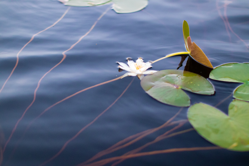 Sjörået - Näckrosen, en vacker vattenväxt | photobymj.se