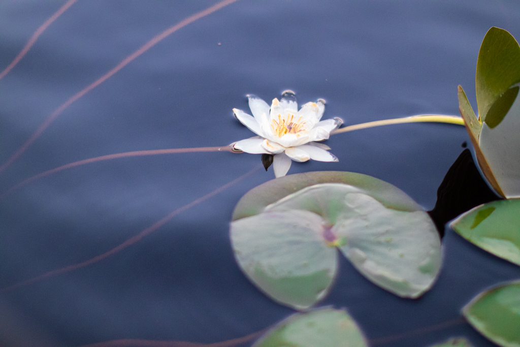 Sjörået - Näckrosen, en vacker vattenväxt | photobymj.se