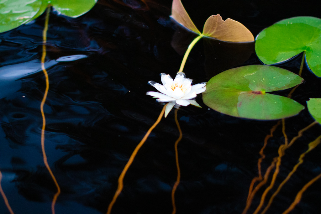 Sjörået - Näckrosen, en. vacker vattenväxt | photobymj.se
